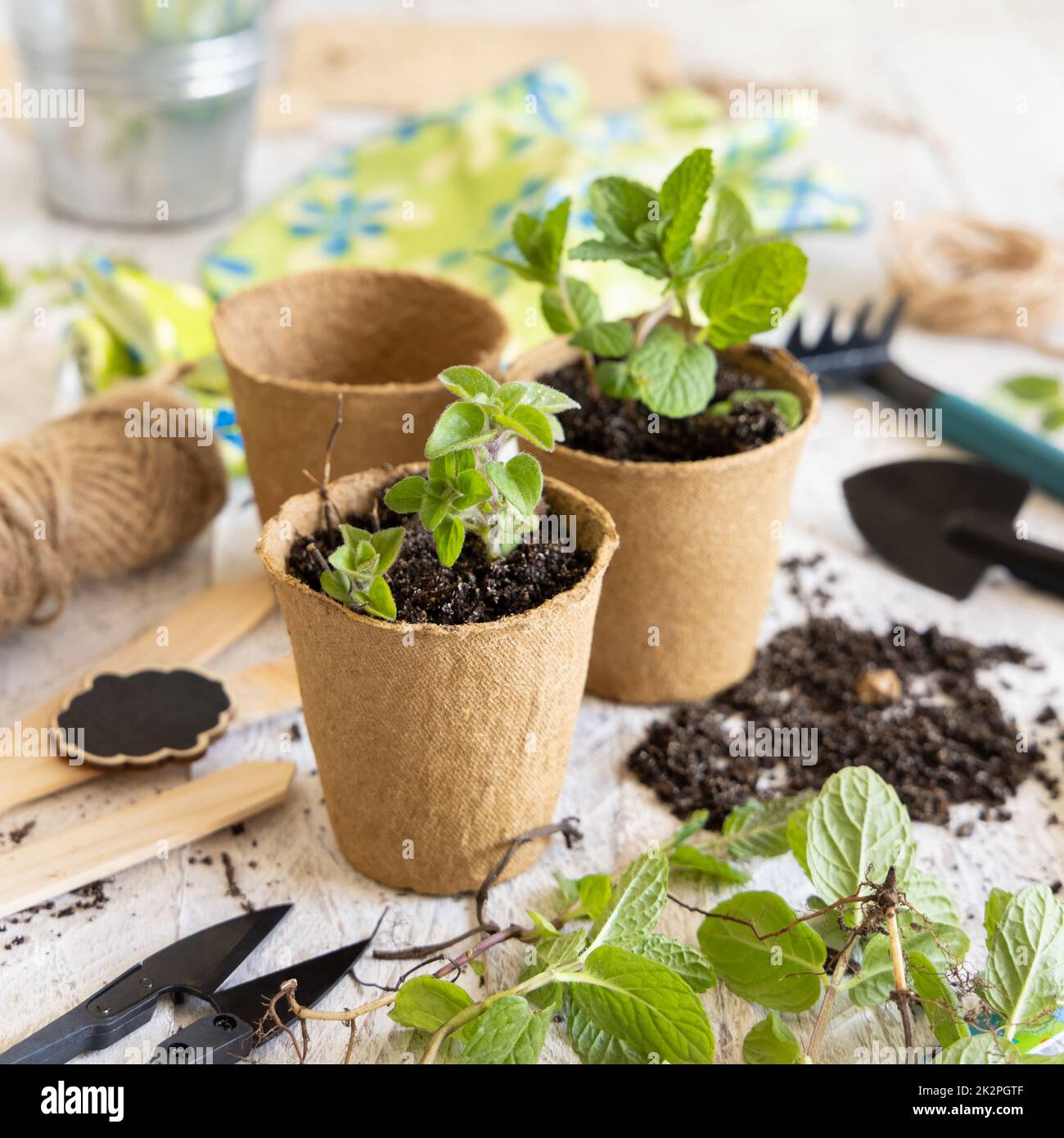 Mint seedlings in biodegradable pots near garden tools. Indoor