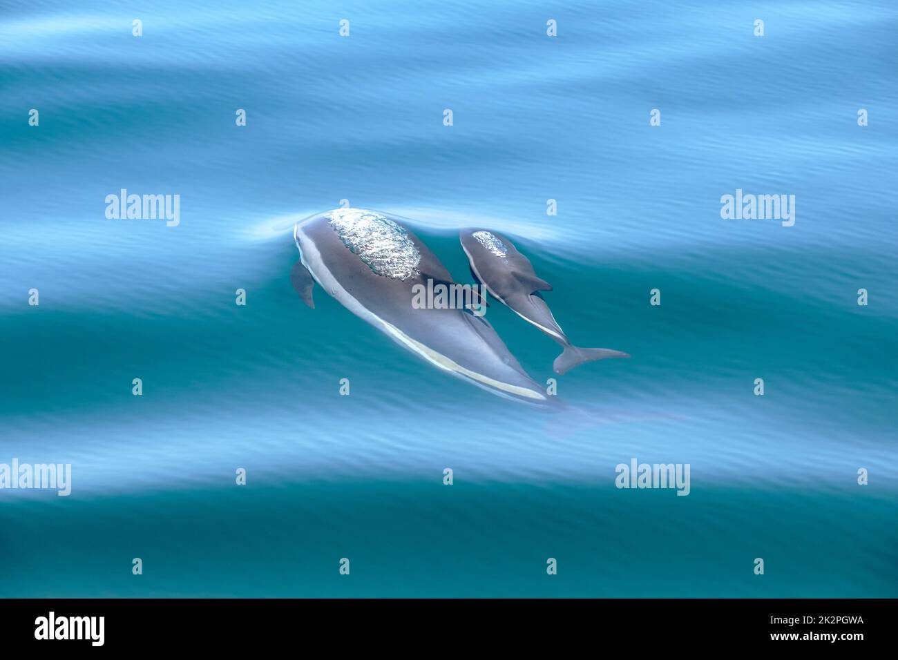 An Atlantic White-Sided Dolphin and her calf swim just below the tranquil glassy surface of the ocean on a summer morning in the Gulf of Maine. Stock Photo