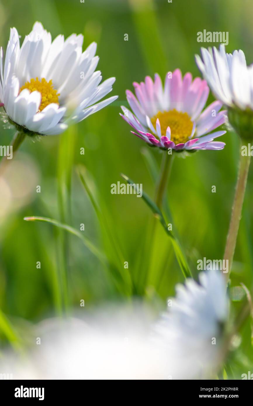 Bunch of beautiful daisyflowers with a flying insect in an idyllic garden with green grass and a blurred background shows the garden love in urban parks a healthy environment in spring summer Stock Photo