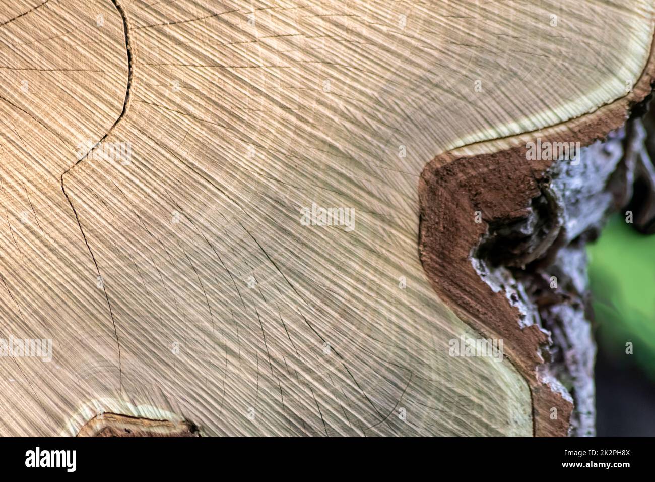 Cut trees of construction wood after deforestation stacked as woodpile ...