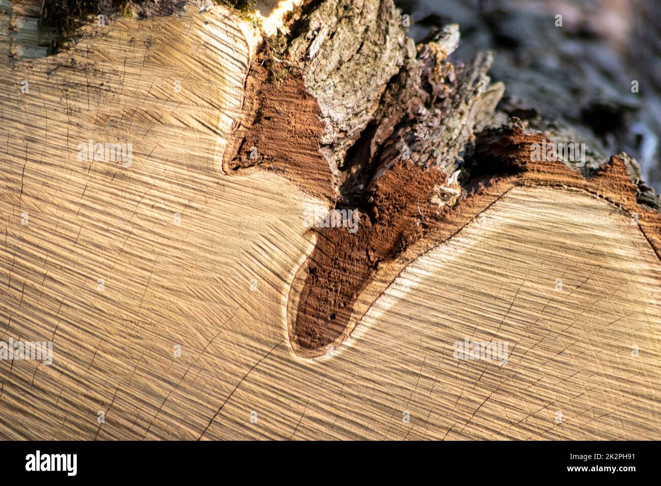 Cut trees of construction wood after deforestation stacked as woodpile show annual rings the age of trees for lumber timber industry as sustainable resources wood log tree carcass Stock Photo