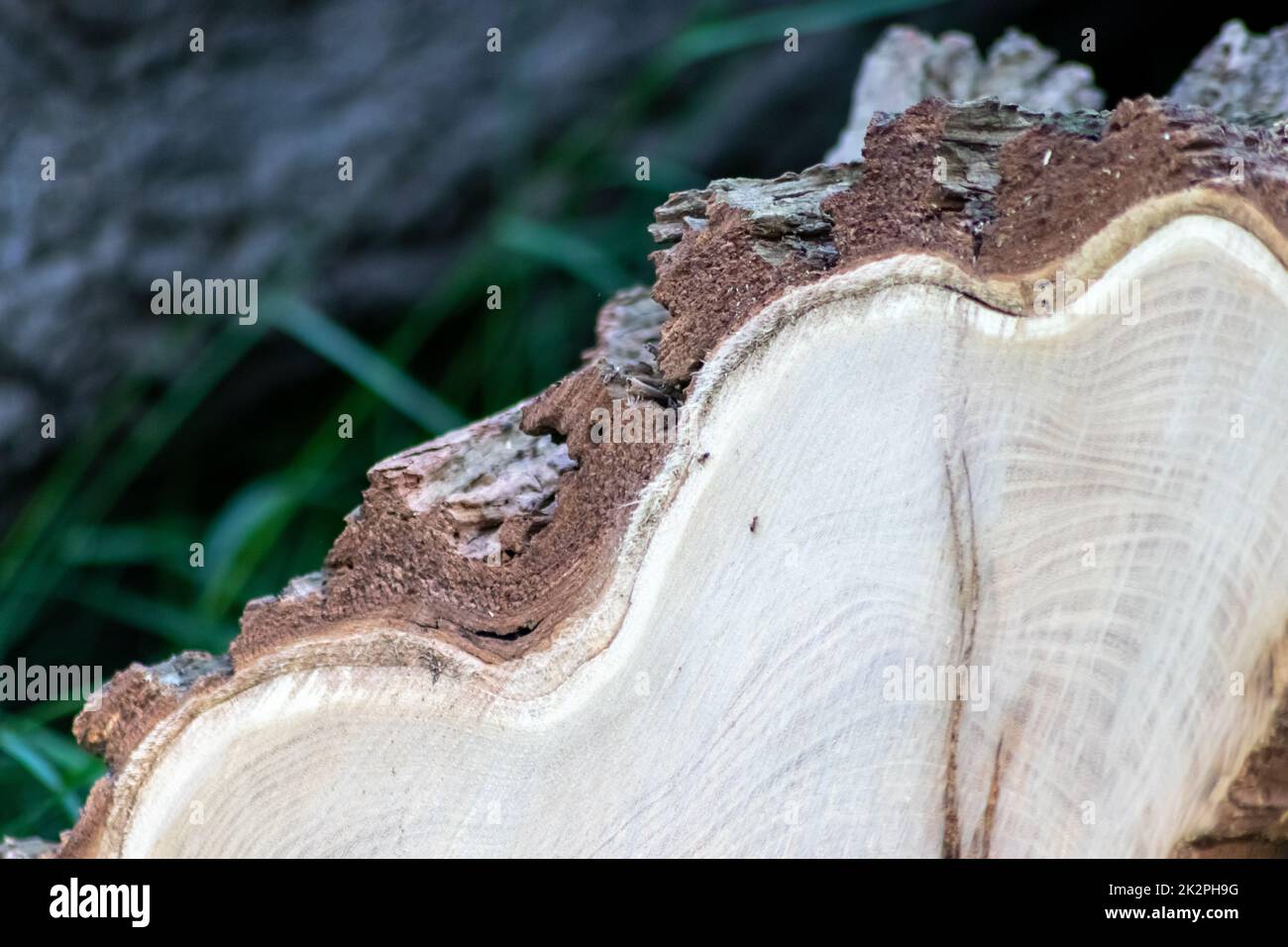 Cut trees of construction wood after deforestation stacked as woodpile show annual rings the age of trees for lumber timber industry as sustainable resources wood log tree carcass Stock Photo