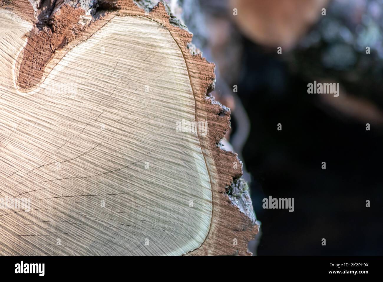 Cut trees of construction wood after deforestation stacked as woodpile ...