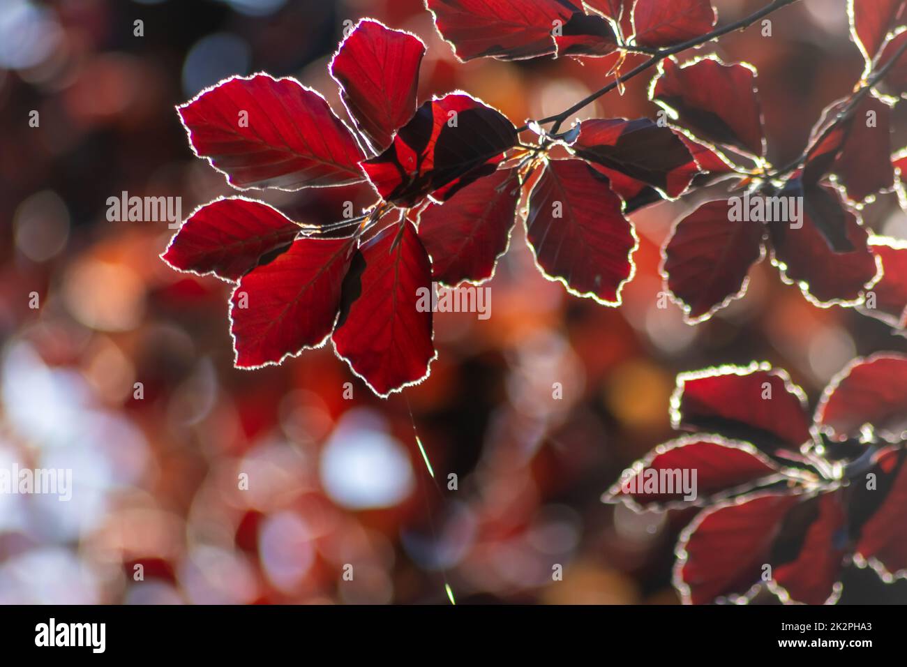 Colorful leaves of a copper beech in autumn fall shine bright in the backlight and show their leaf veins in the sunlight with orange red yellow colors as beautiful side of nature Stock Photo