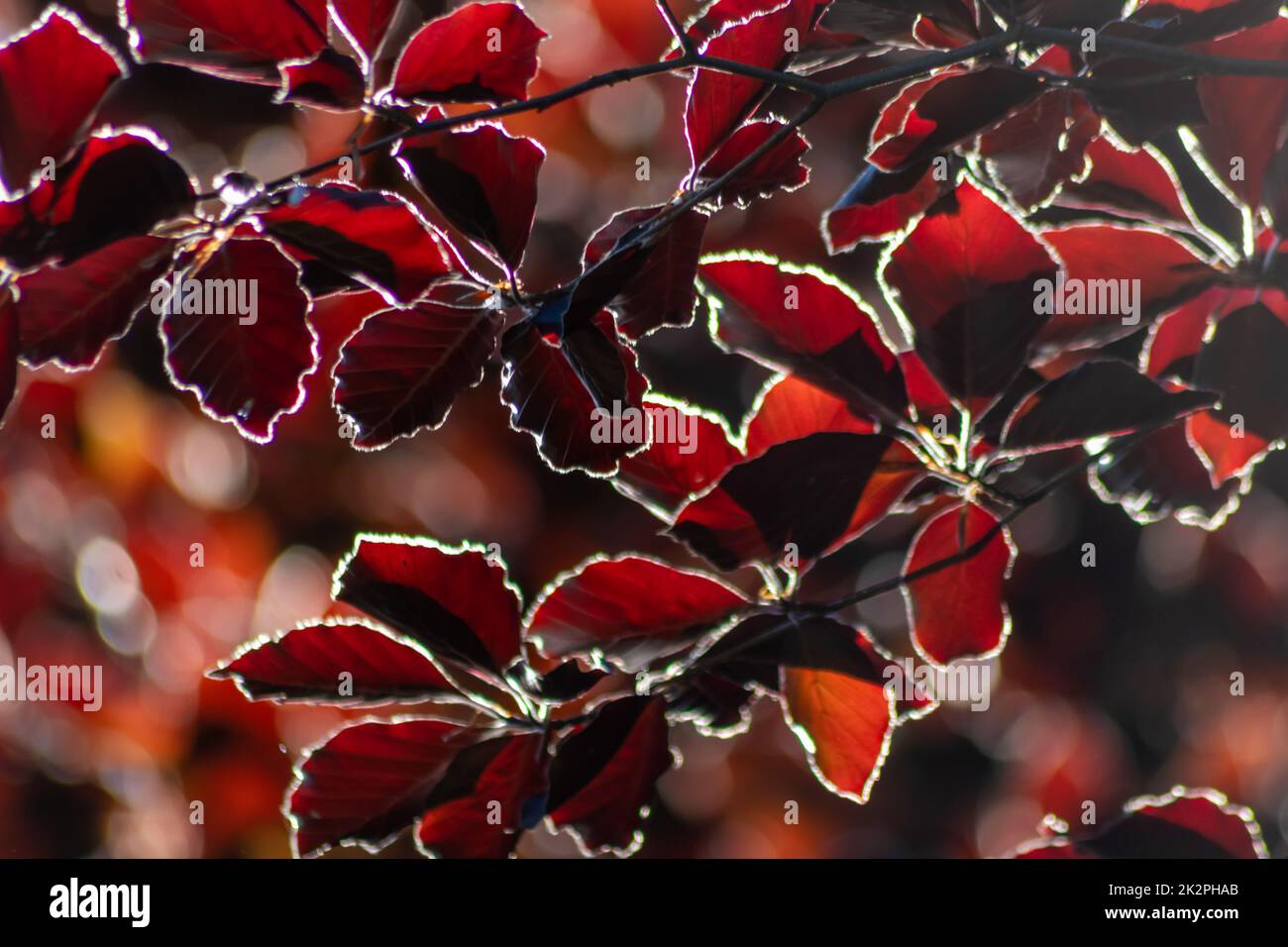 Colorful leaves of a copper beech in autumn fall shine bright in the backlight and show their leaf veins in the sunlight with orange red yellow colors as beautiful side of nature Stock Photo