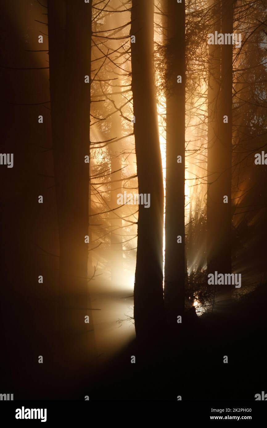 golden forest at sunrise with fog and warm light Stock Photo