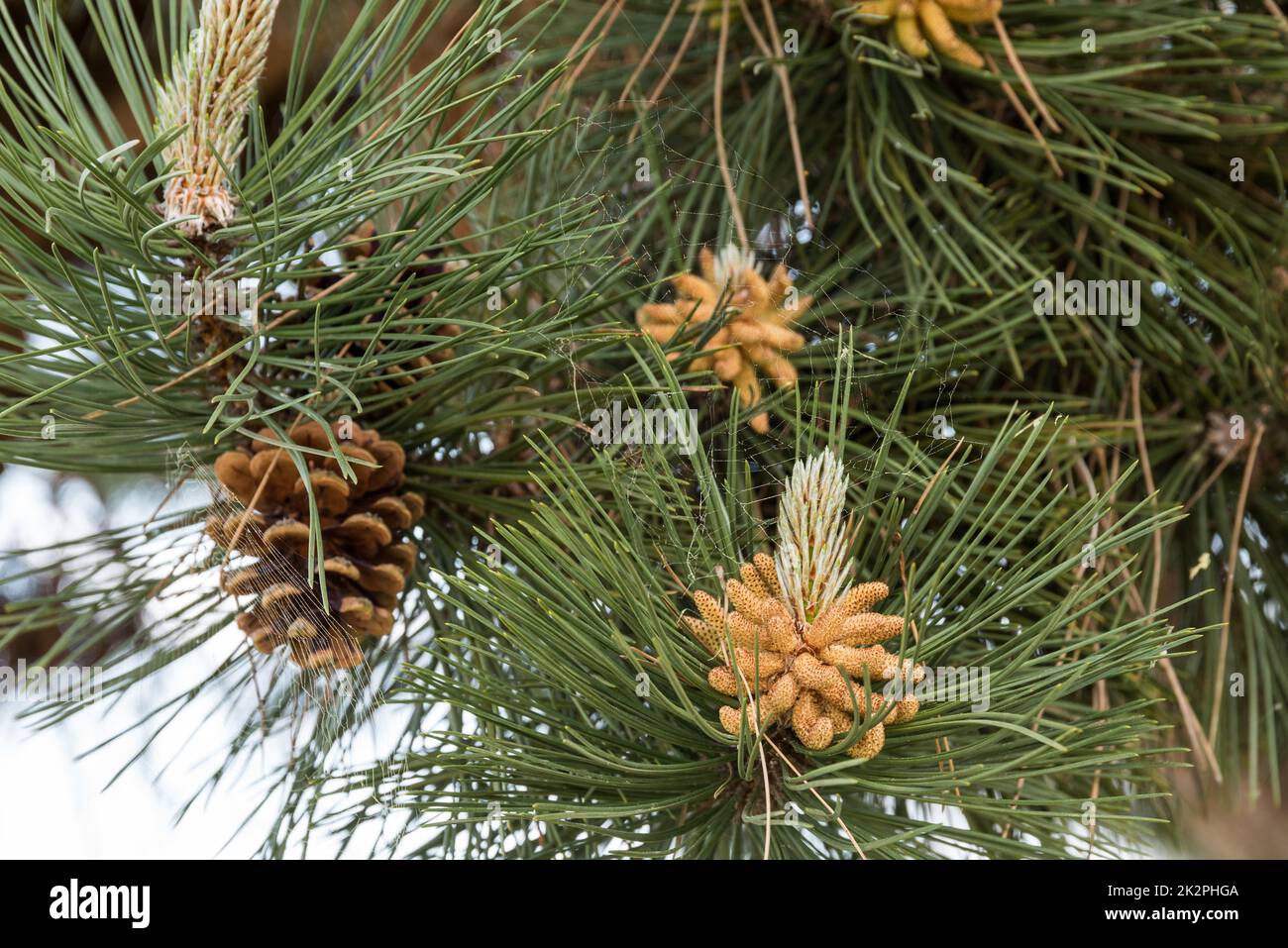 Pine - tree in seed pod and inflorescence, pine cone Stock Photo
