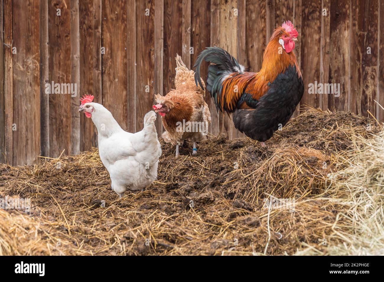 proud rooster stands with happy chickens on dung heaps - species-appropriate animal husbandry Stock Photo