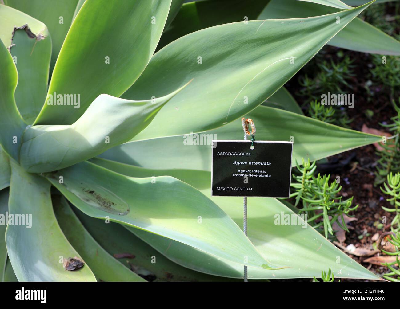 Green big leaves of Agave Succulent Plant Stock Photo