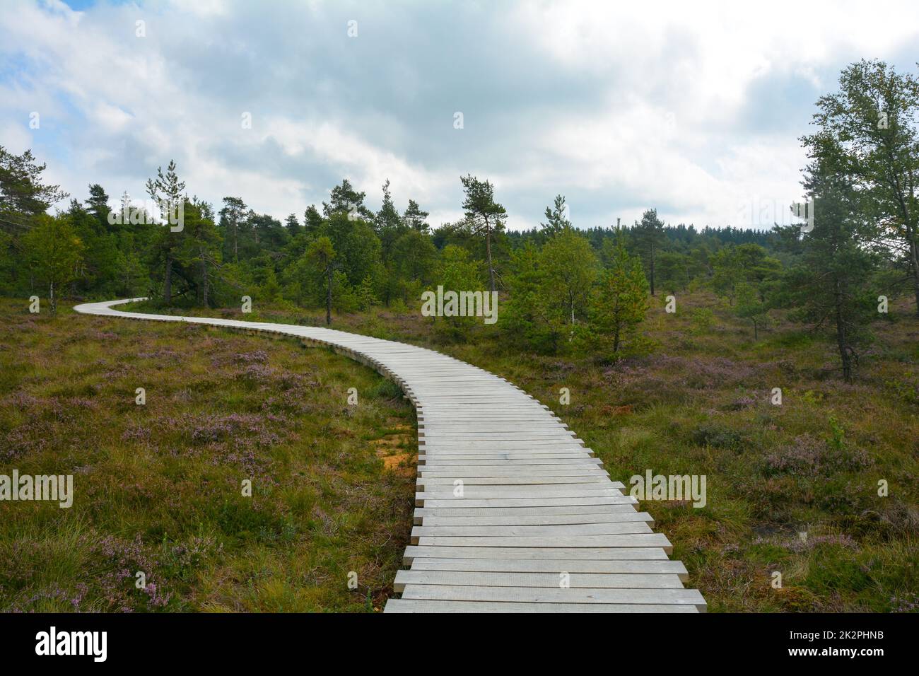 Black moor with a wooden path , broom heather and tree"s Stock Photo