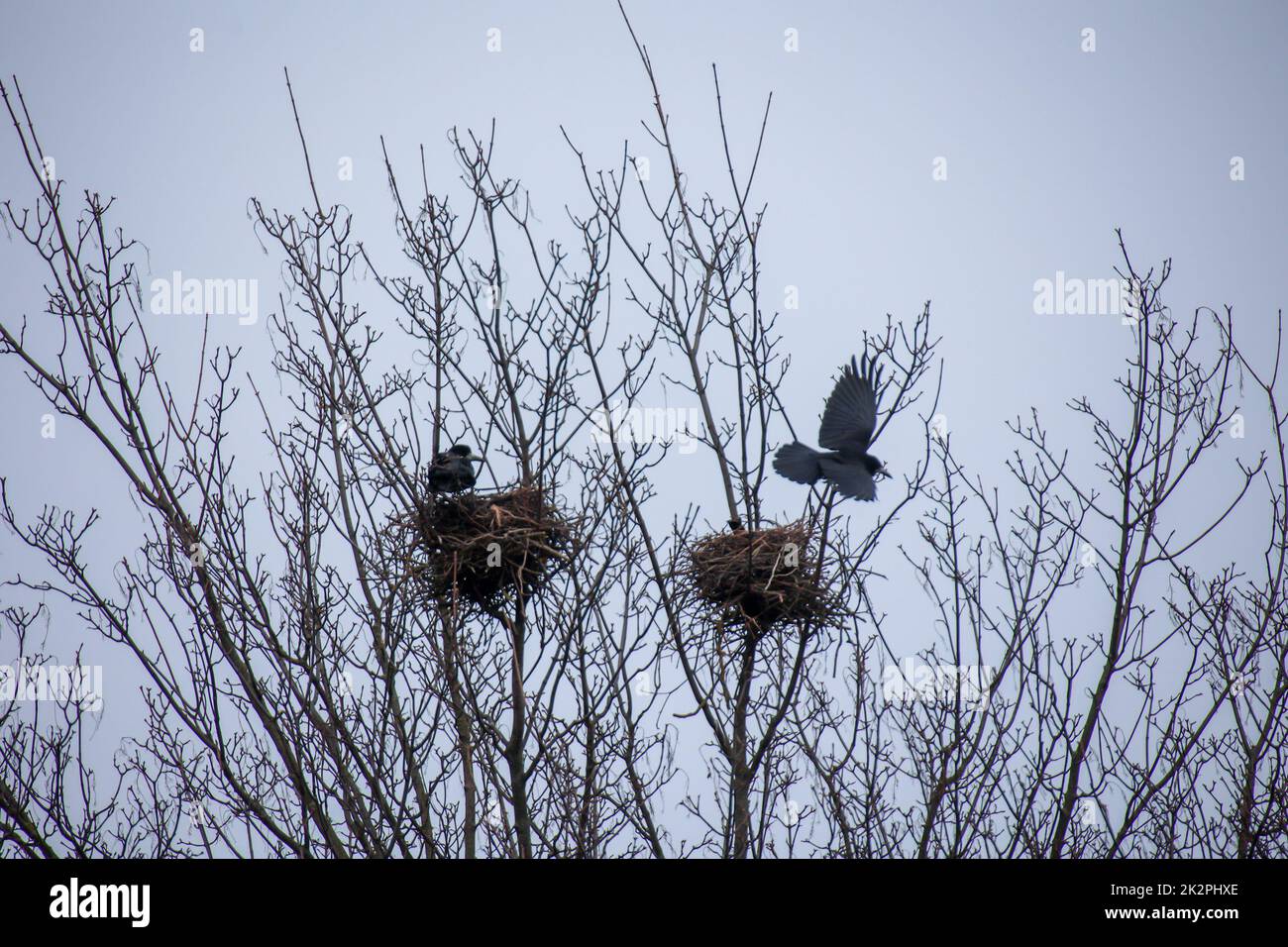 Crows, carrion crows in their crow nests up in the tall trees Stock