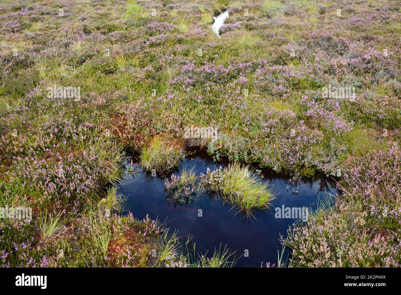 Moor eyes in the black moor with broom heather in the high Rhön