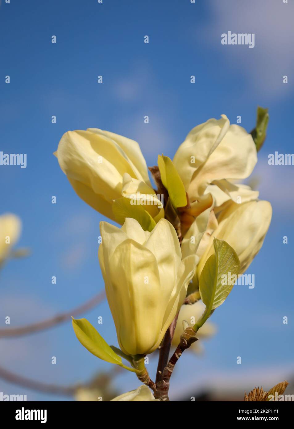 Beautiful yellow orange blooming flowers of magnolia in early summer. Stock Photo