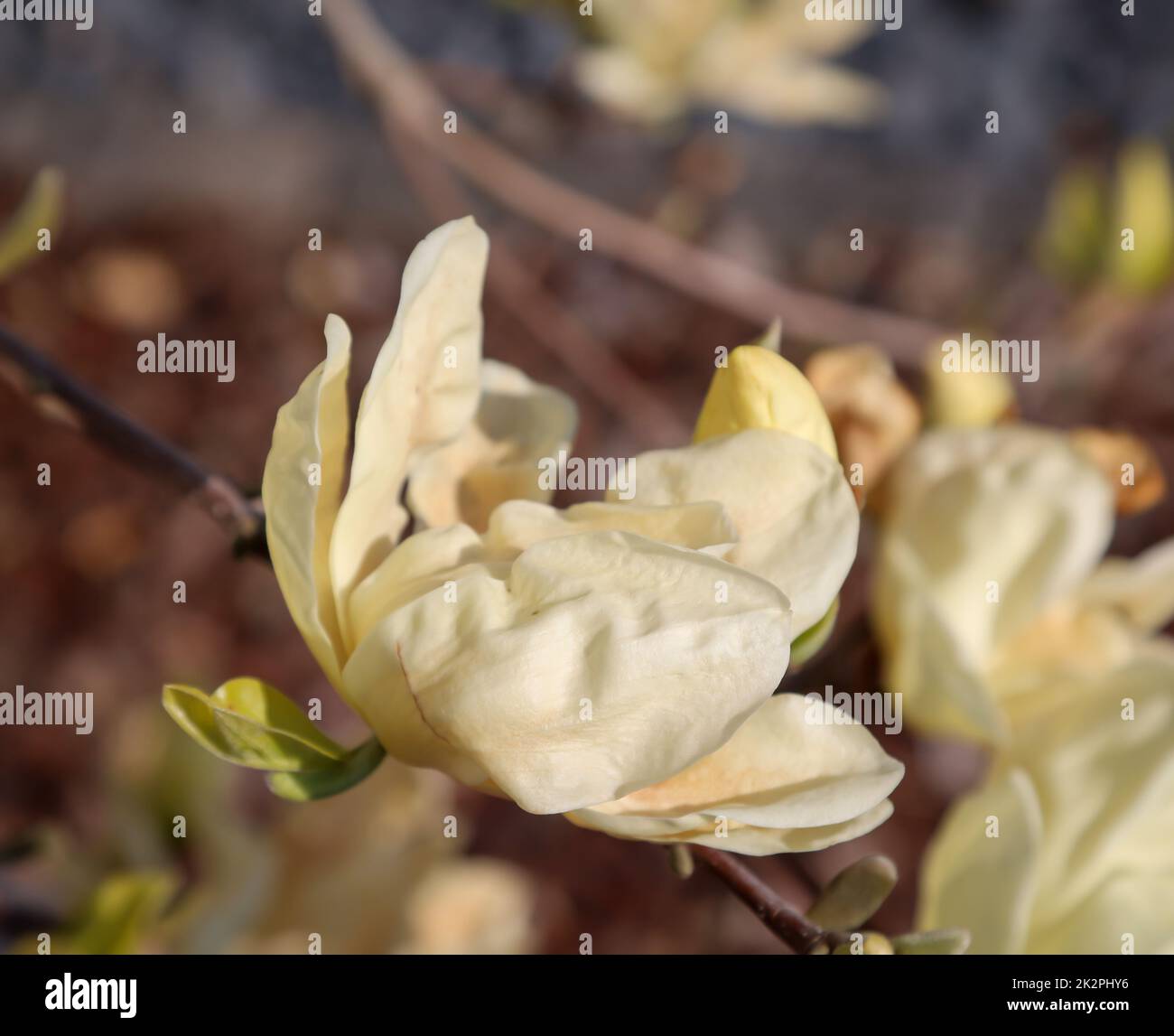Beautiful yellow orange blooming flowers of magnolia in early summer. Stock Photo