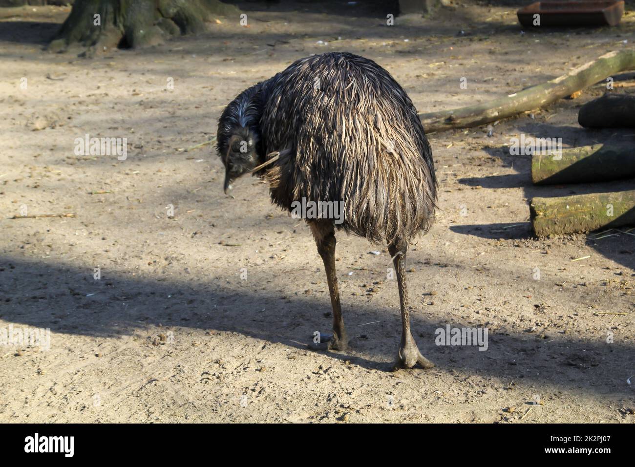 Photograph of an emu. Emus are flightless birds. Stock Photo