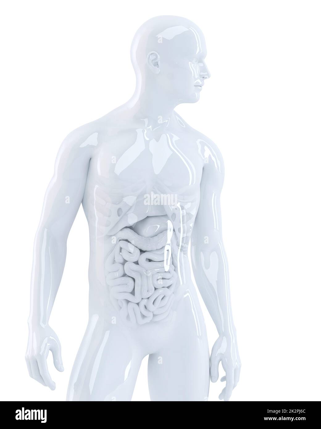 Human body with internal organs. 3d illustration. Isolated. Contains clipping path Stock Photo
