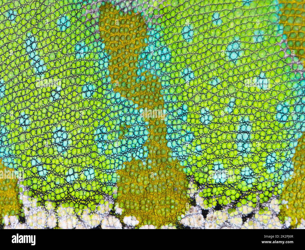 Chameleon skin close-up. Detailed Grid pattern. Stock Photo