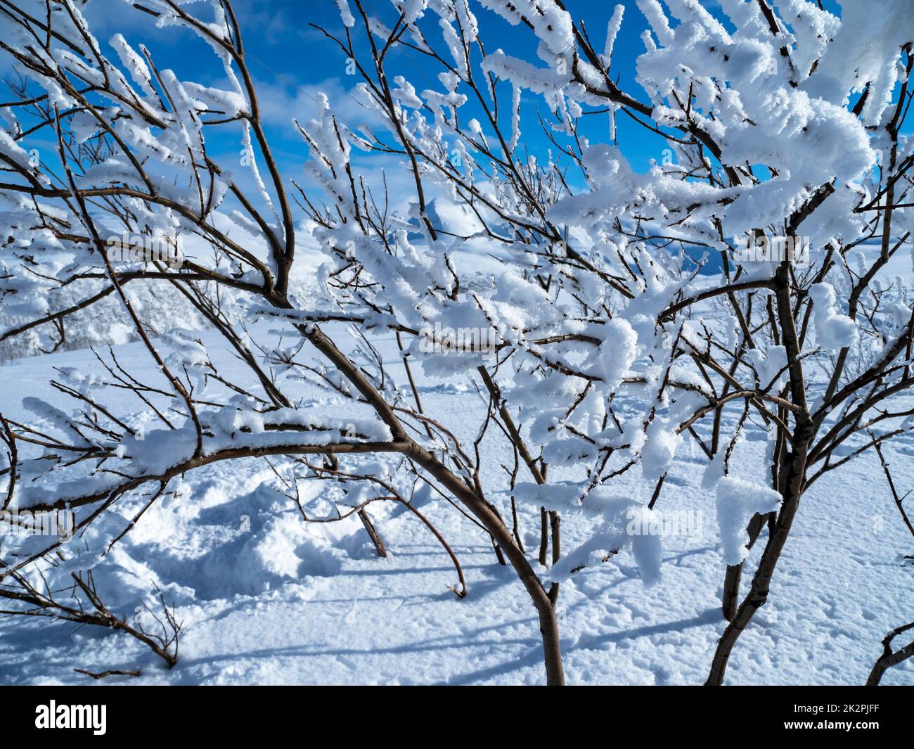 Pristine white snow on the branches of a young tree Stock Photo