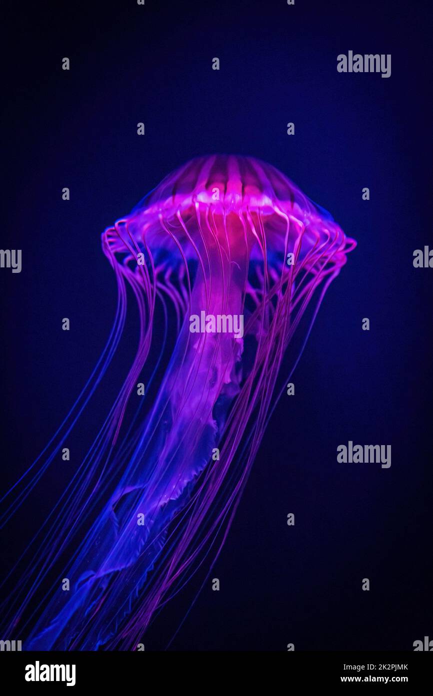 Beautiful illuminated jellyfish in dark water close up pink Stock Photo