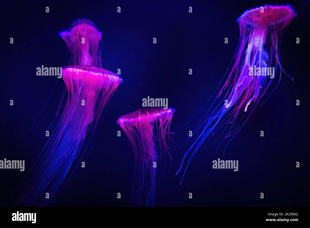 Beautiful illuminated jellyfish in dark water close up pink Stock Photo