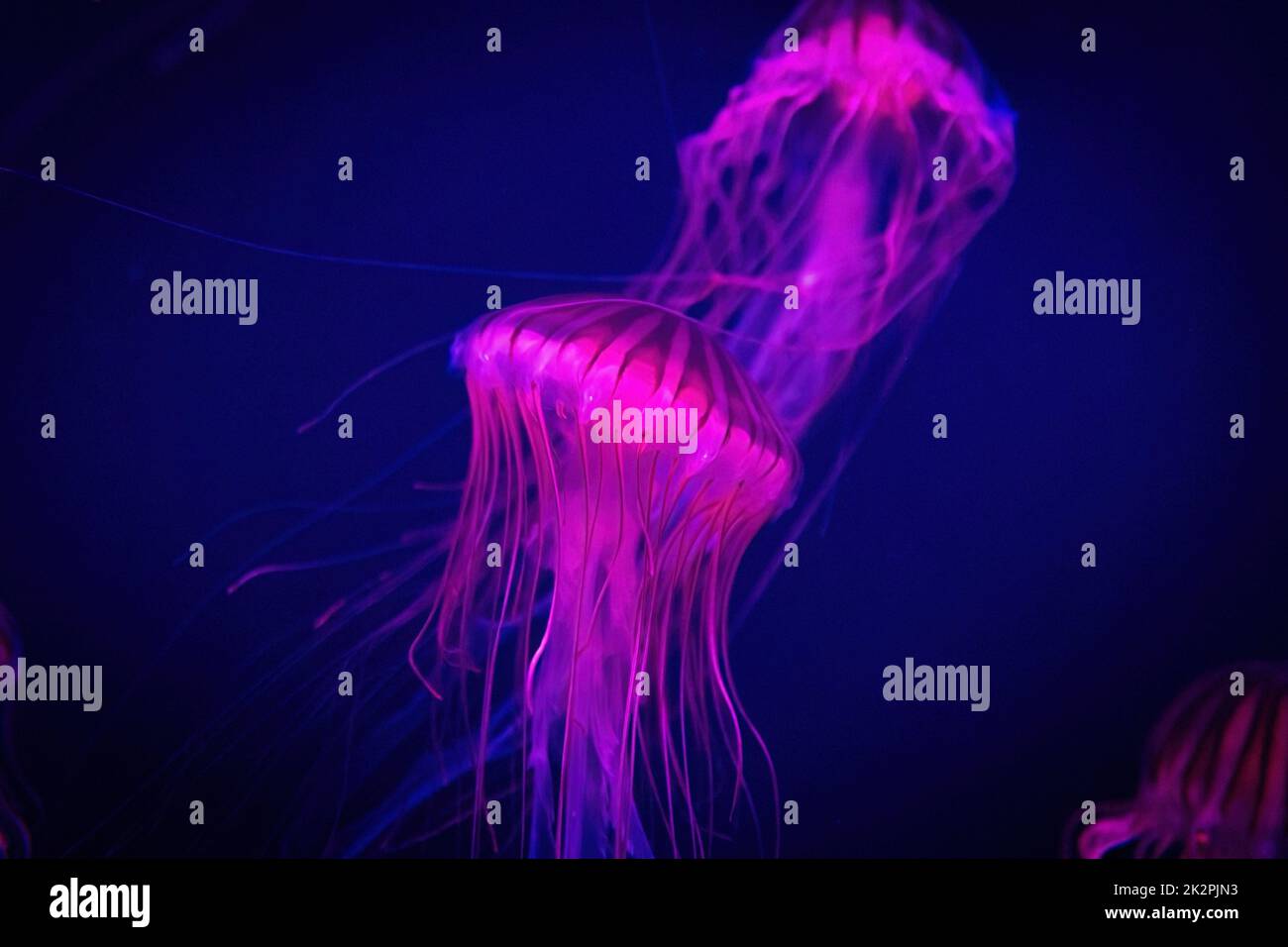 Beautiful illuminated jellyfish in dark water close up pink Stock Photo ...