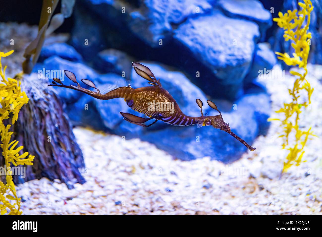 Amazing sea dragon creature swimming in freshwater close up alone Stock Photo
