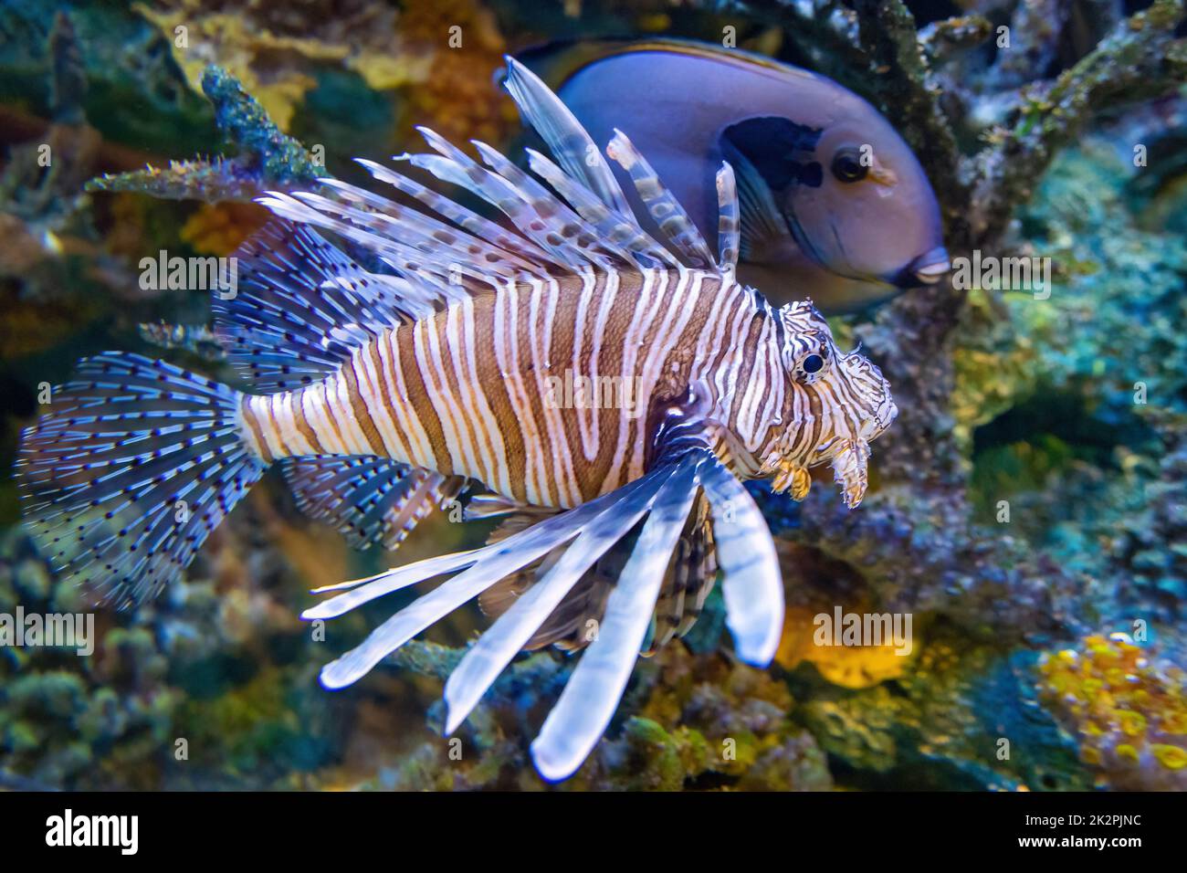 Exotic red lionfish close up dangerous predator in fresh water corals Stock Photo