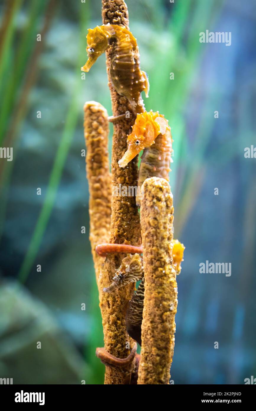 Cute group of sea horses on a coral close by in freshwater Stock Photo