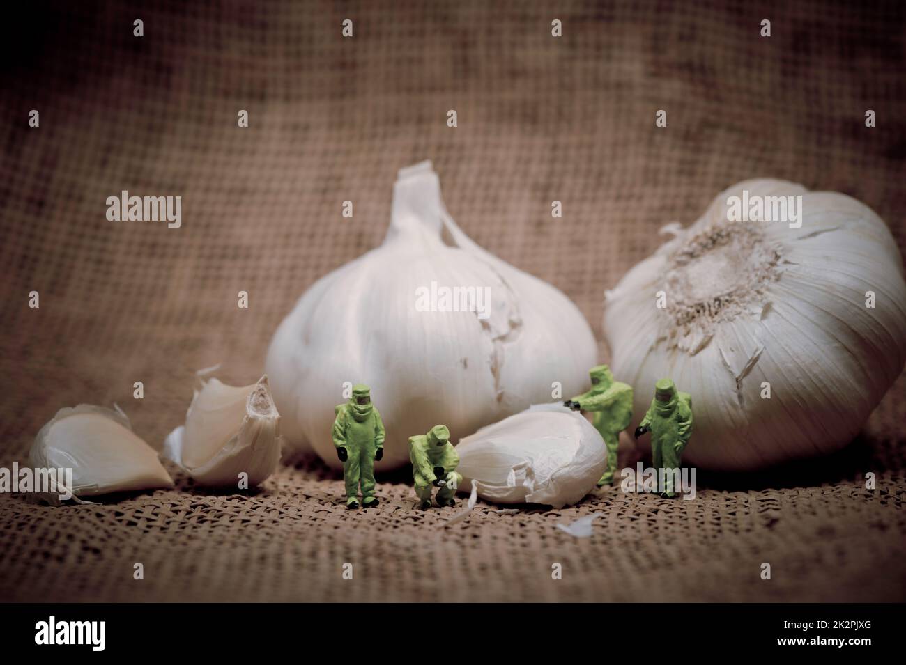 Group of scientists inspecting garlic bulb. Color tone tuned Stock Photo