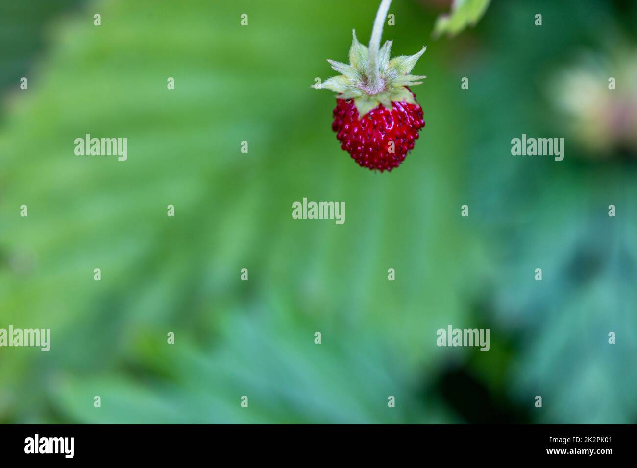 One strawberry and half cut out hi-res stock photography and images - Alamy