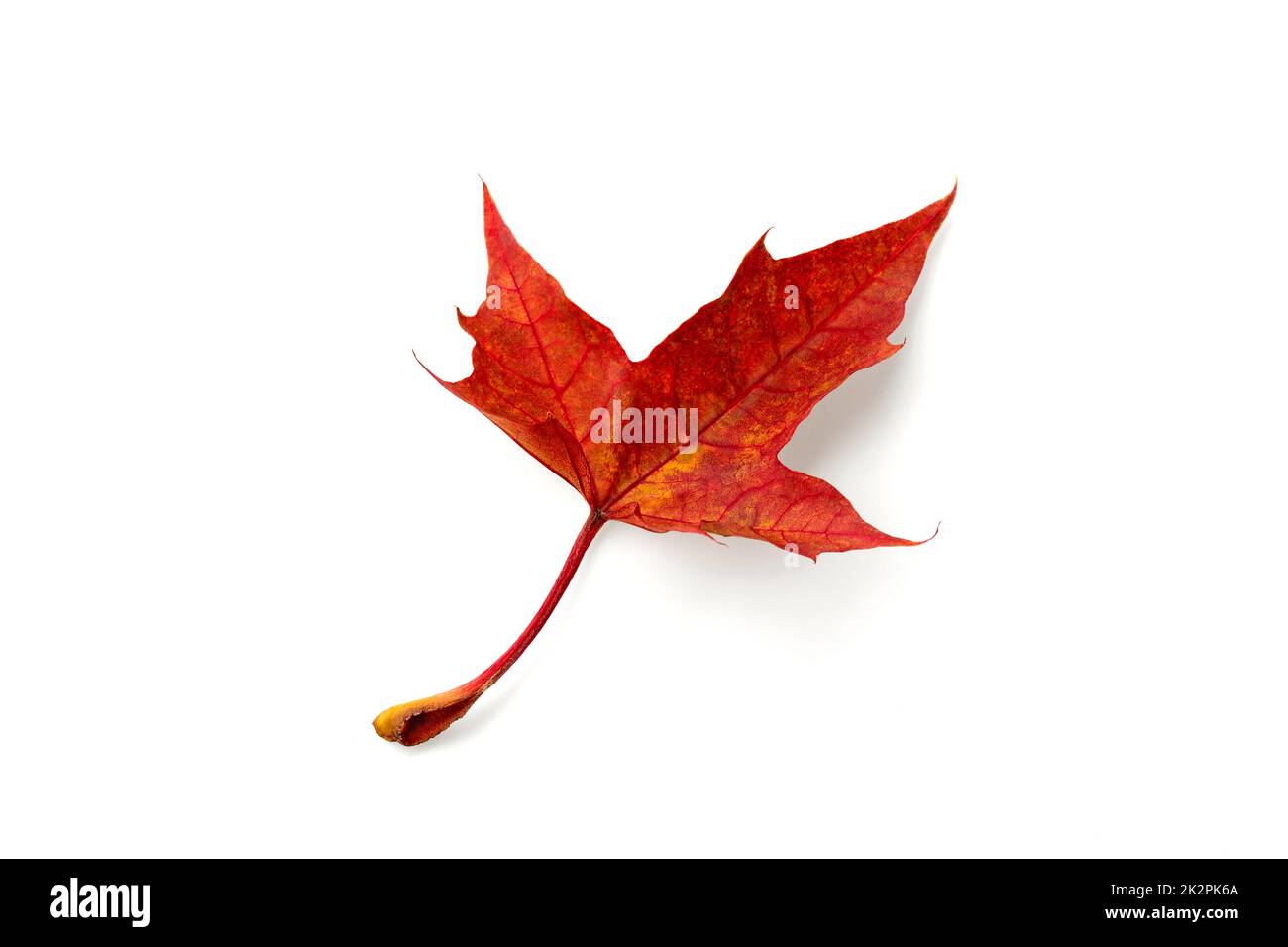 Dry autumn red fallen maple leaf isolated on white background Stock Photo