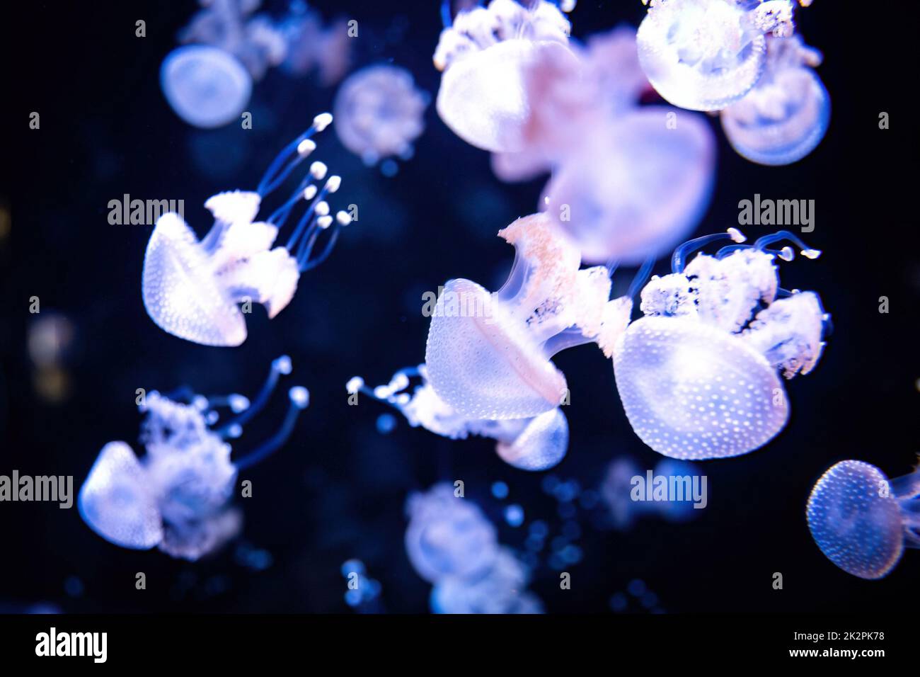 Beautiful white neon glowing jellyfish close up in dark water Stock Photo