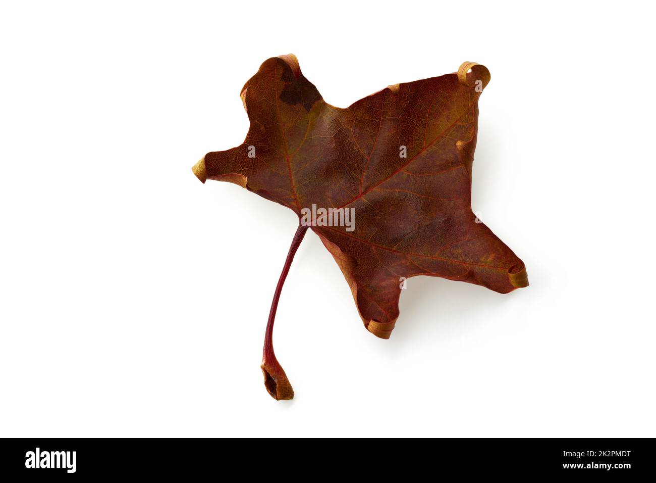 Dry autumn brown fallen maple leaf isolated on white background Stock Photo