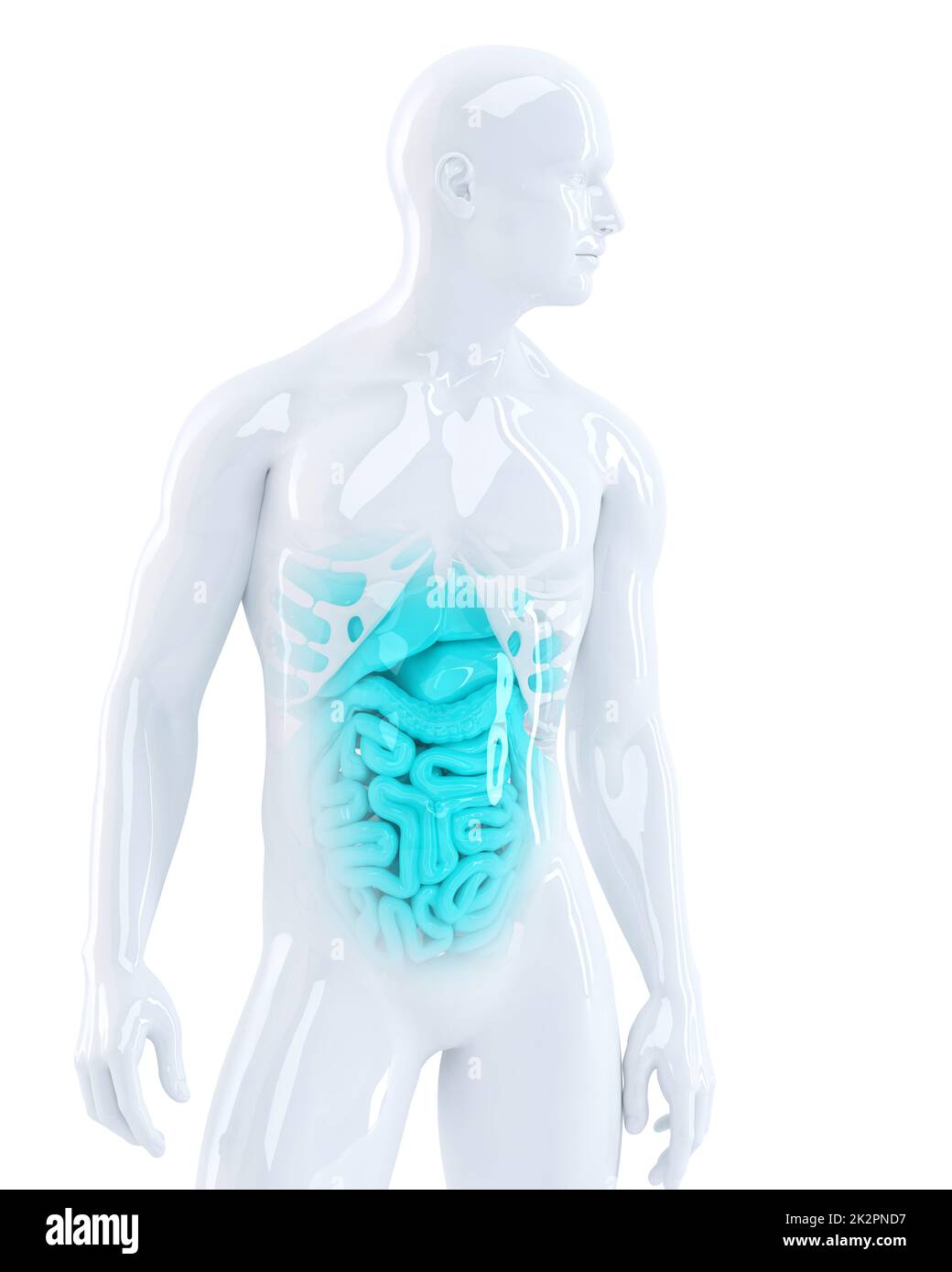 3d illustration of a male internal organs. Isolated. Contains clipping path Stock Photo
