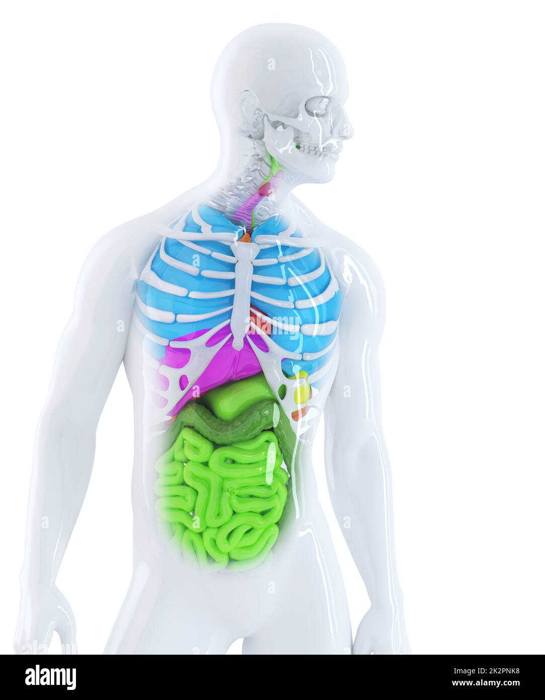 3d illustration of the human anatomy. Isolated. Contains clipping path Stock Photo