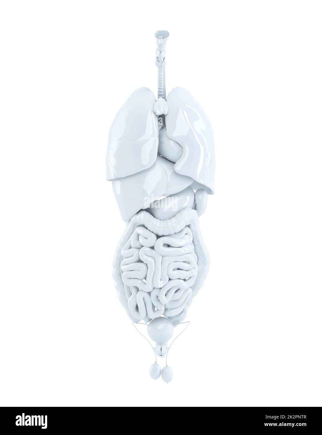 Human internal organs. Isolated. Contains clipping path Stock Photo