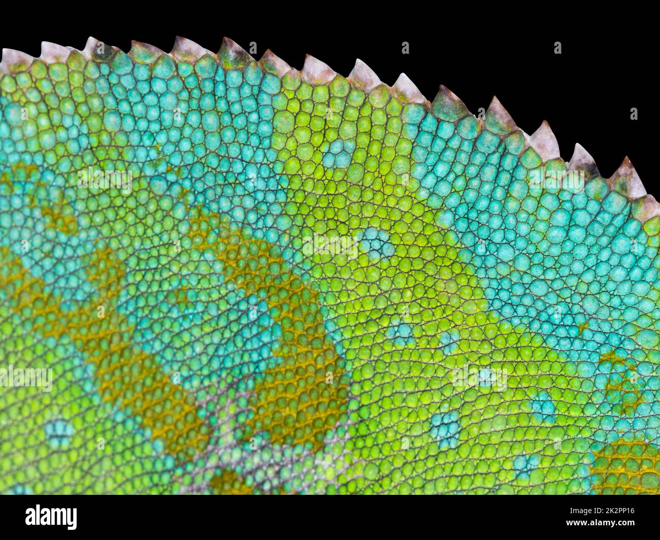 Chameleon skin close-up with jagged back. Black isolated back. Stock Photo