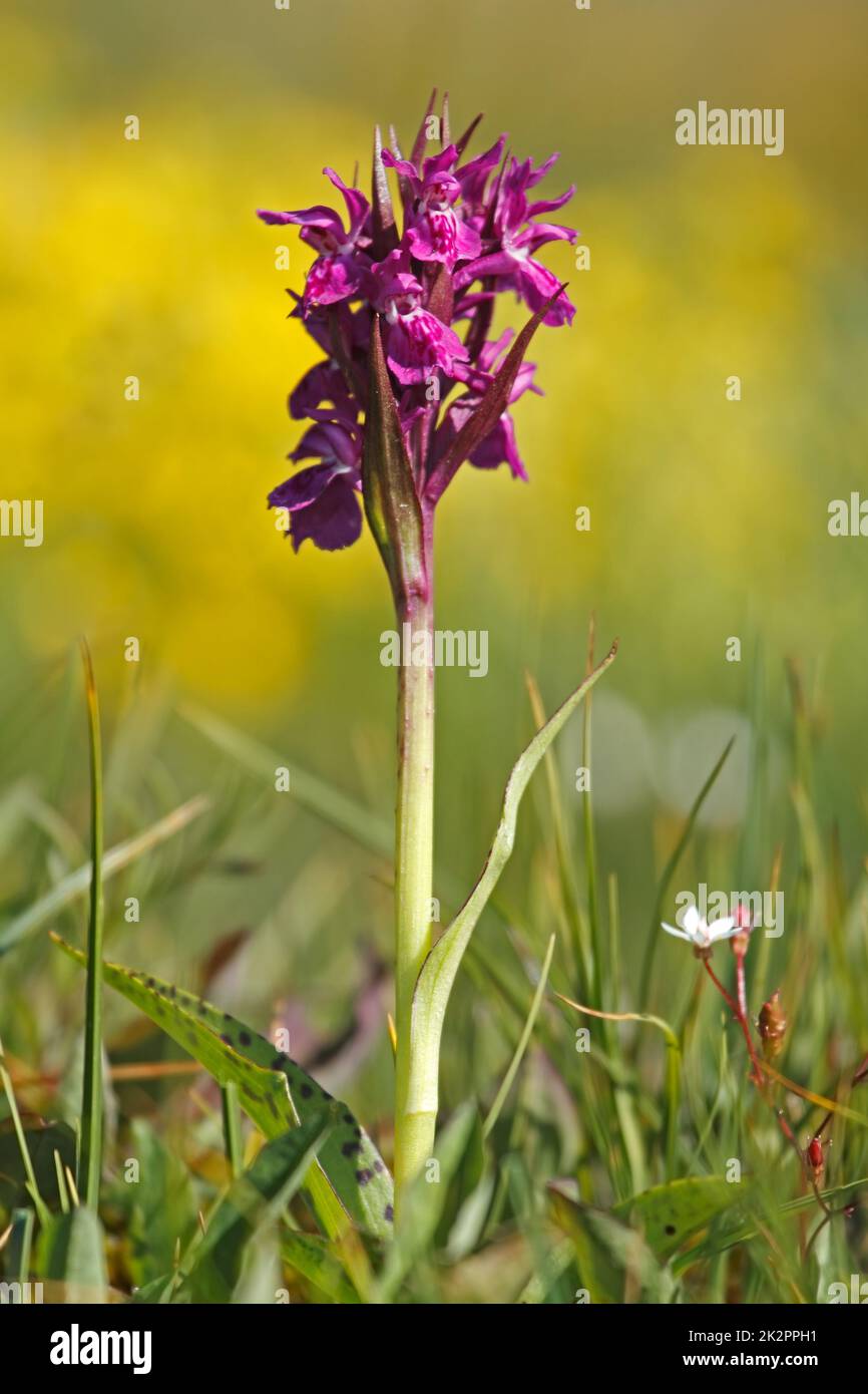 Portraid Western marsh orchid - Dactylorhiza majalis in Swiss Alps Stock Photo