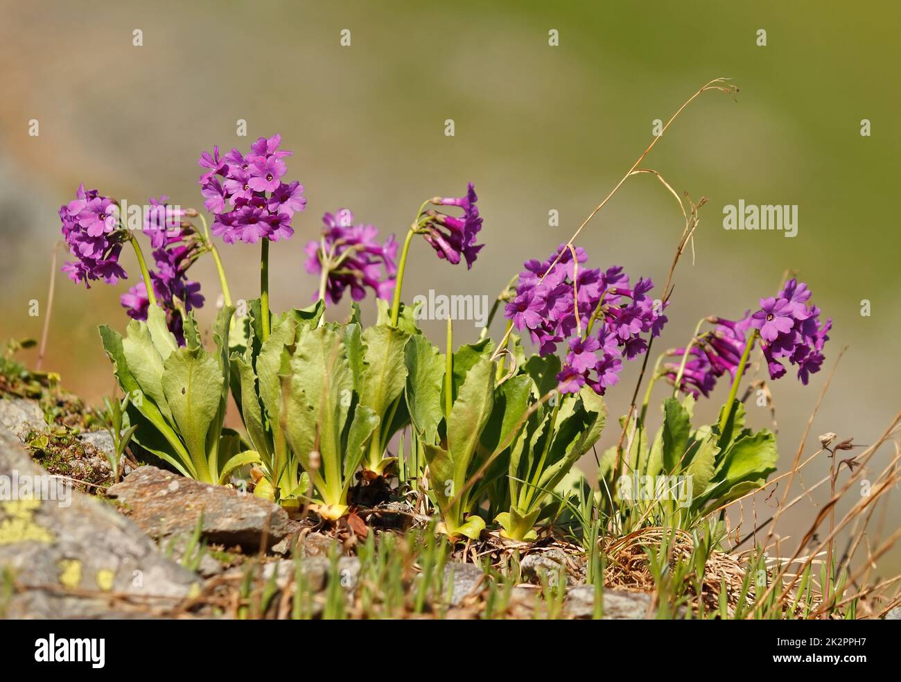 Primula latifolia - Alpine primrose in swiss alps Stock Photo