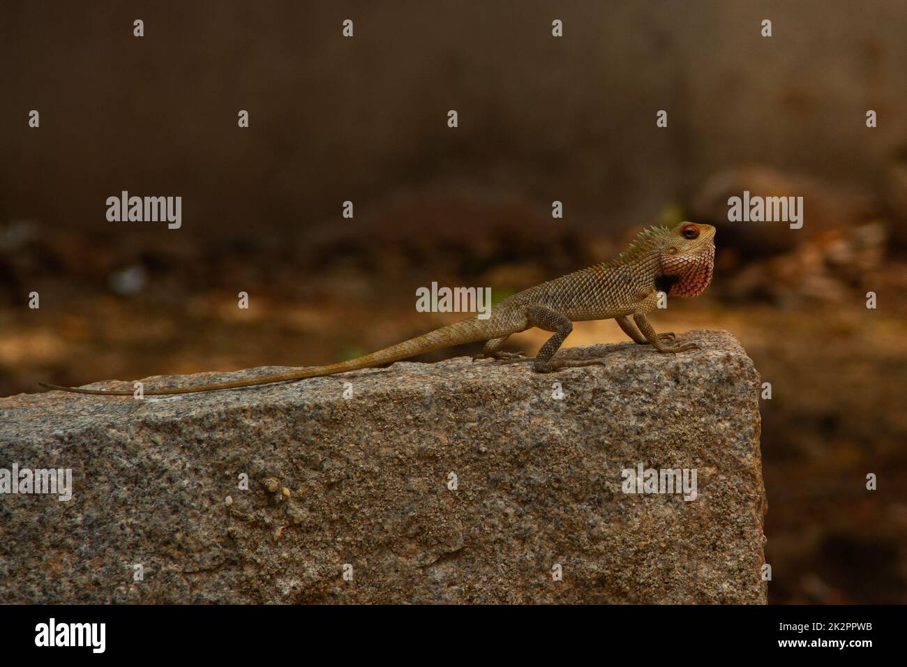 A closeup shot of an oriental garden lizard on a rough concrete surface ...
