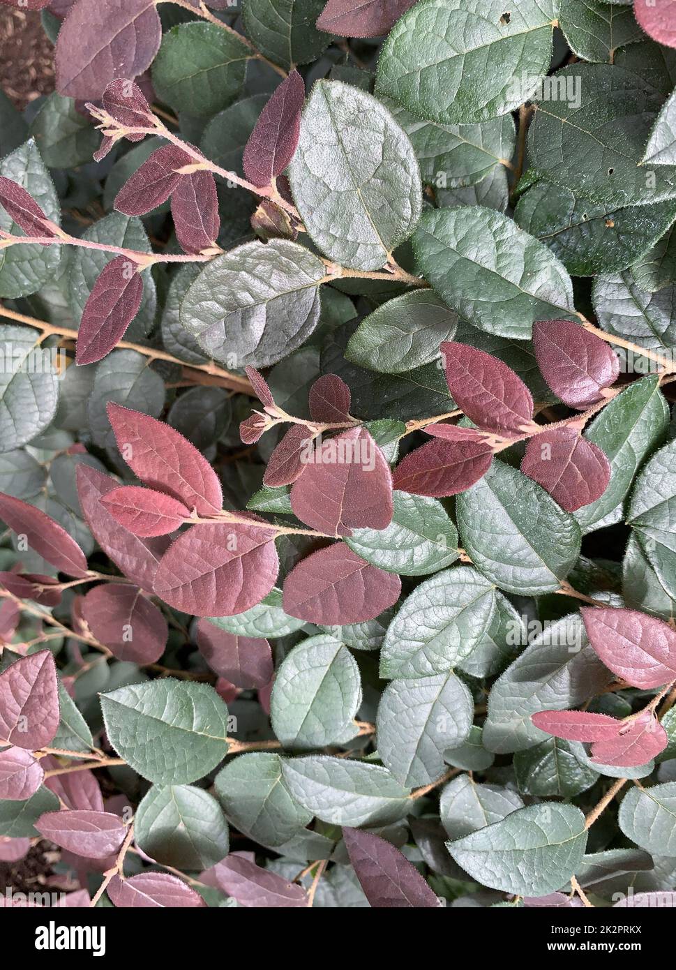 Rapanea Punctata Close up of the green reddish purple foliage of the semi-evergreen ...