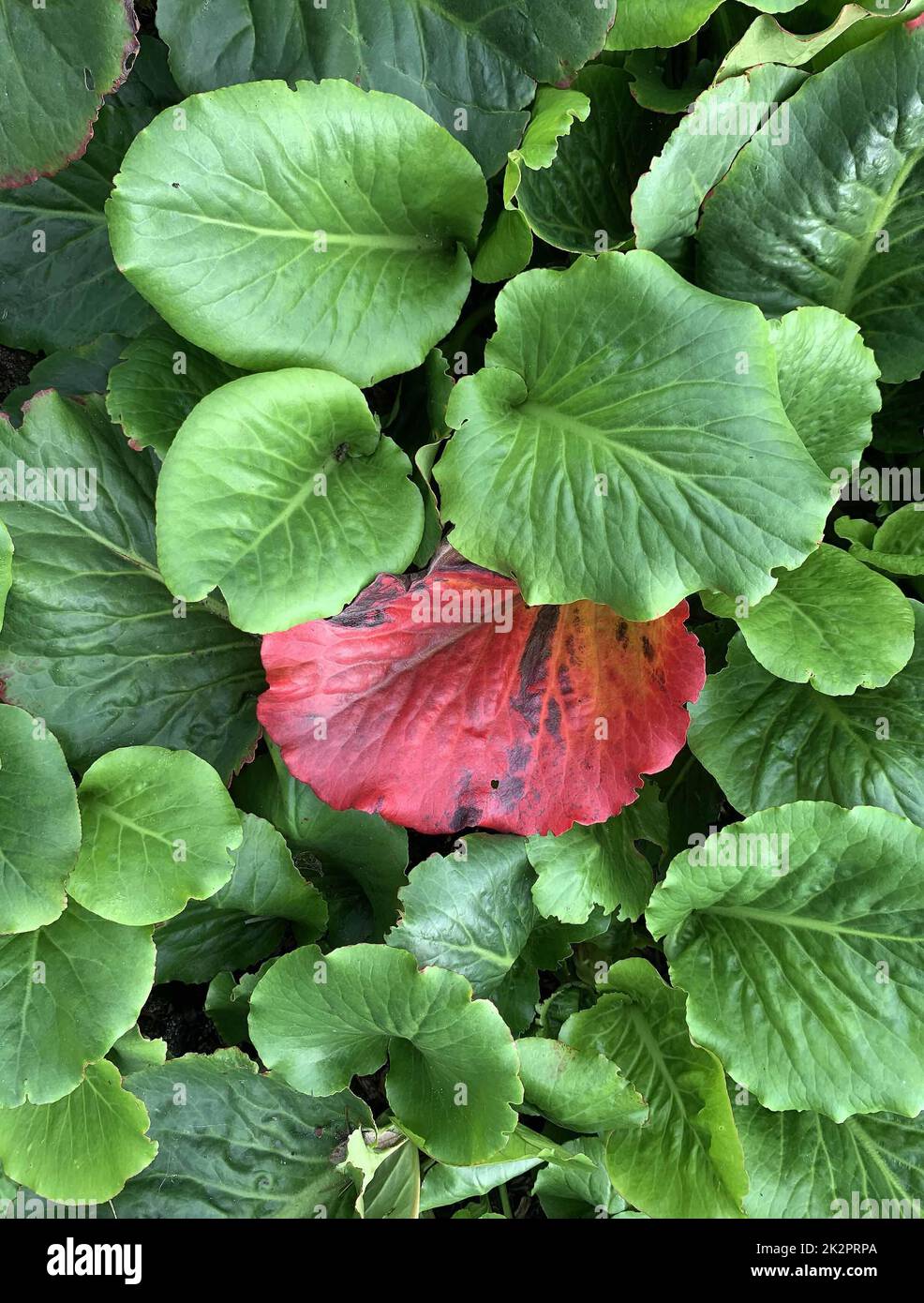 Close up of the evergreen perennial ground covering plant Bergenia cordifolia Purpurea seen in the UK in late September. Stock Photo