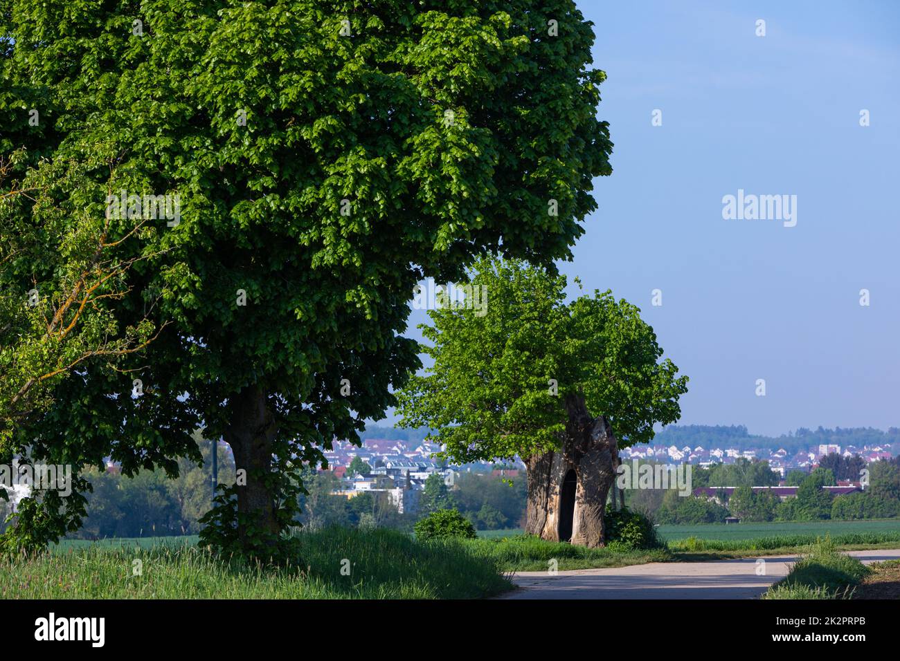 old and young linden tree on the field Stock Photo