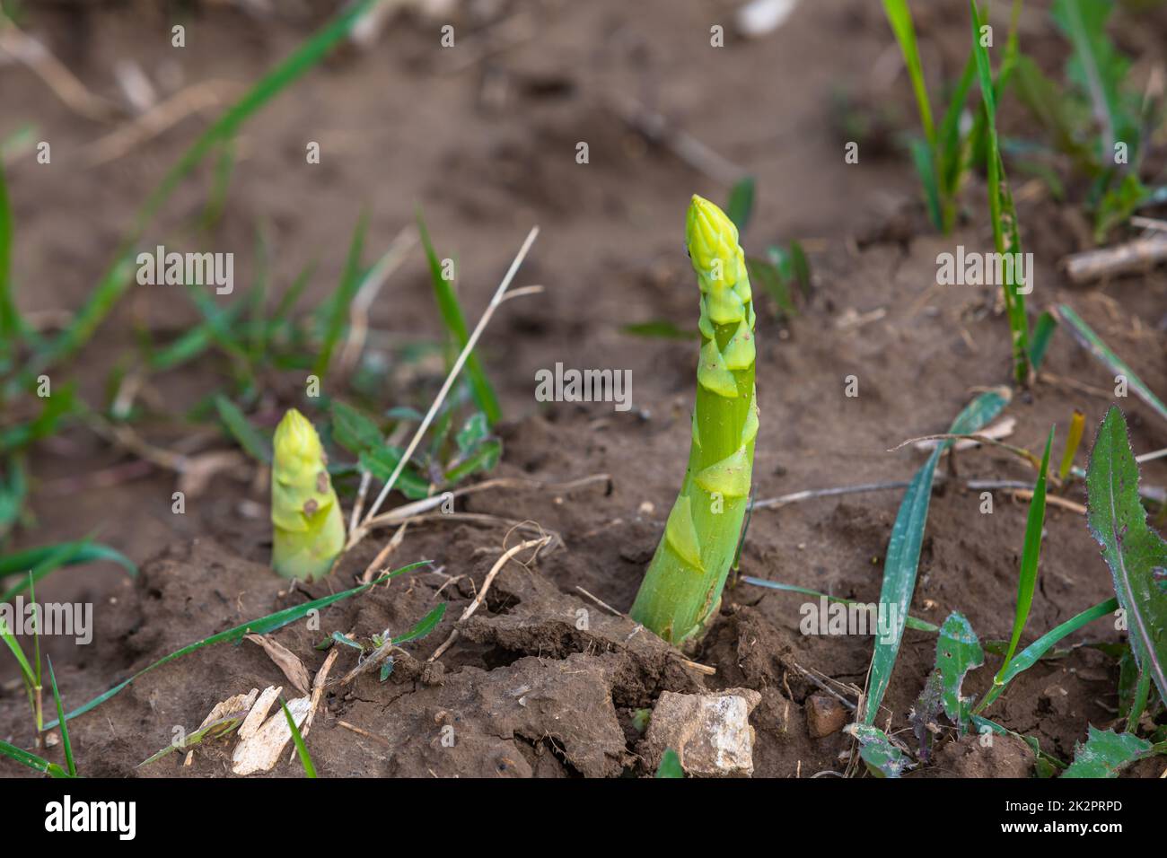 young asparagus sprouts growing on the field Stock Photo