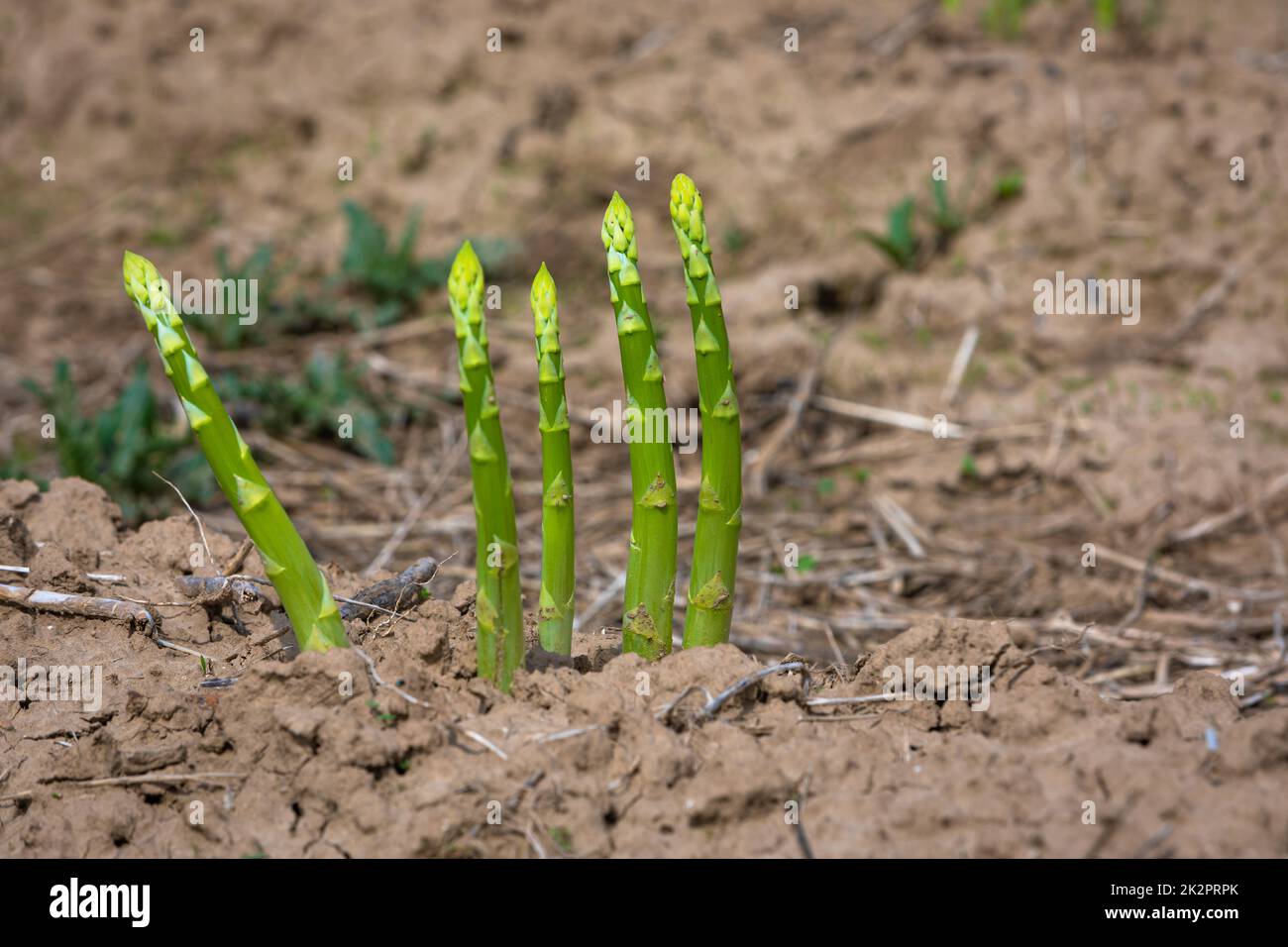 fresh green asparagus on the field Stock Photo