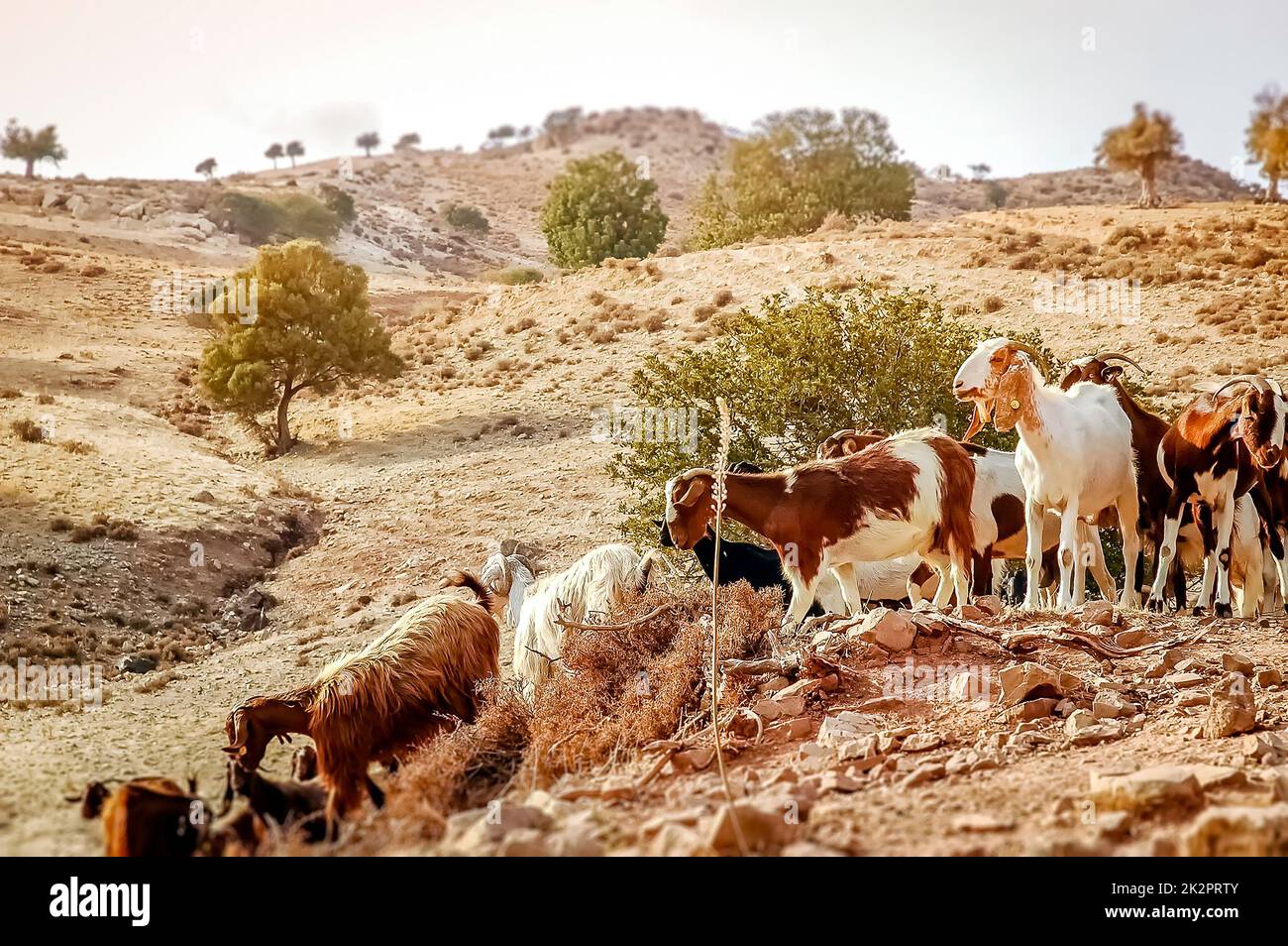 Flock of goats in a rural landscape. Cyprus Stock Photo - Alamy