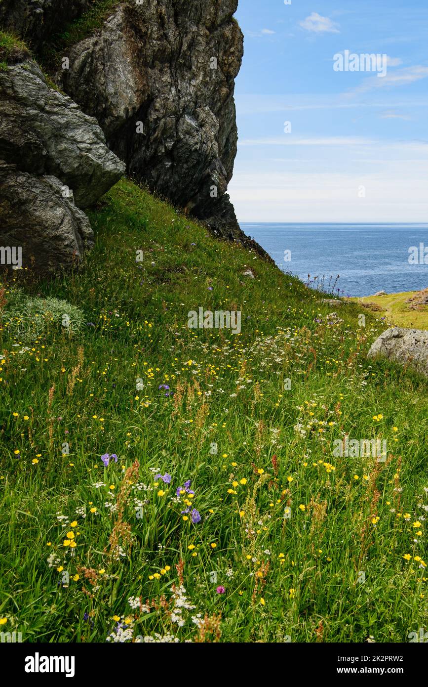 Grow wildflowers hi-res stock photography and images - Alamy