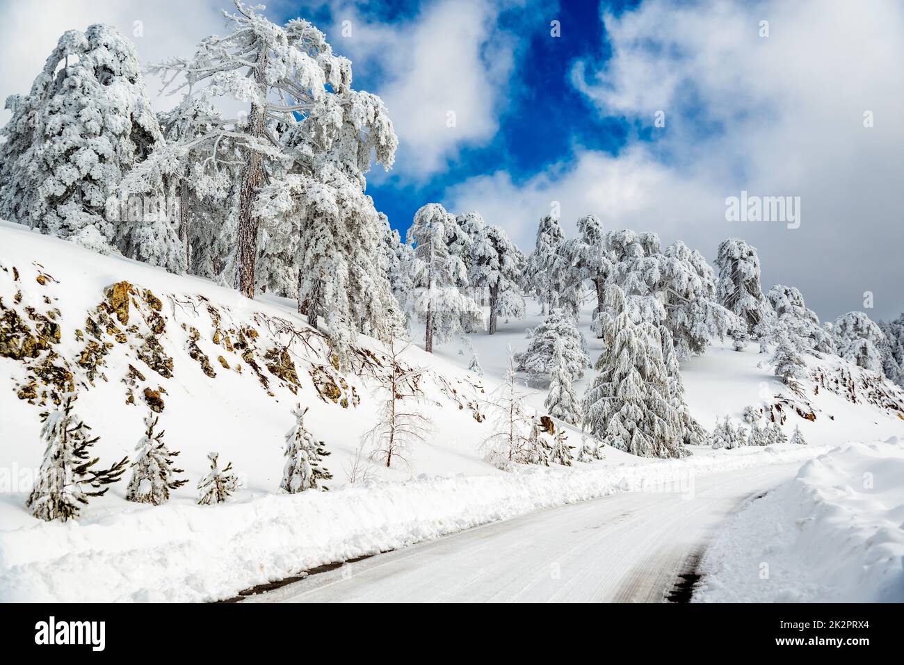 Empty curved road passing through the snowy pine forest. Troodos mountains, Cyprus Stock Photo