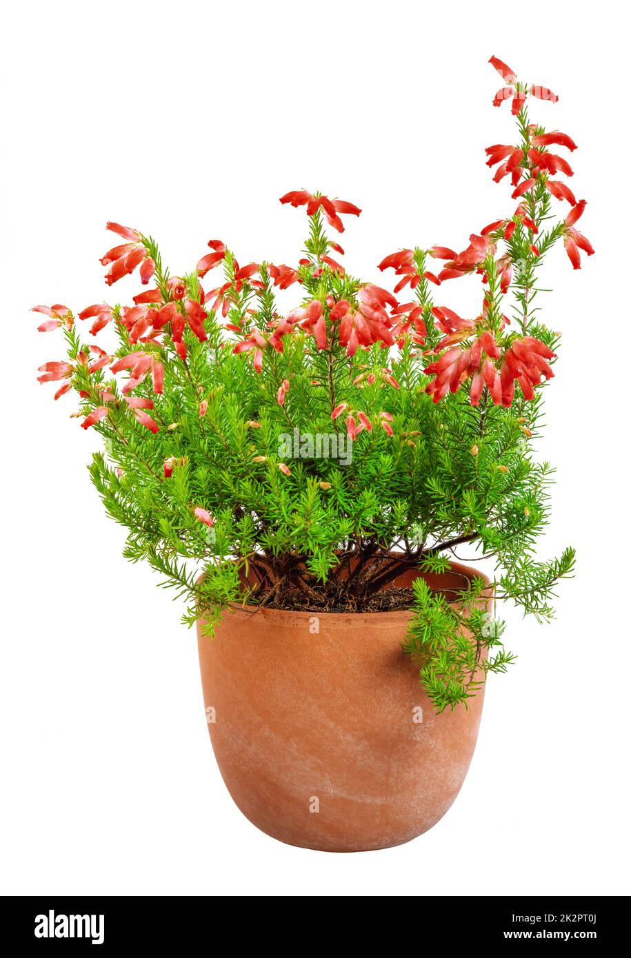 Isolated potted red erica Stock Photo