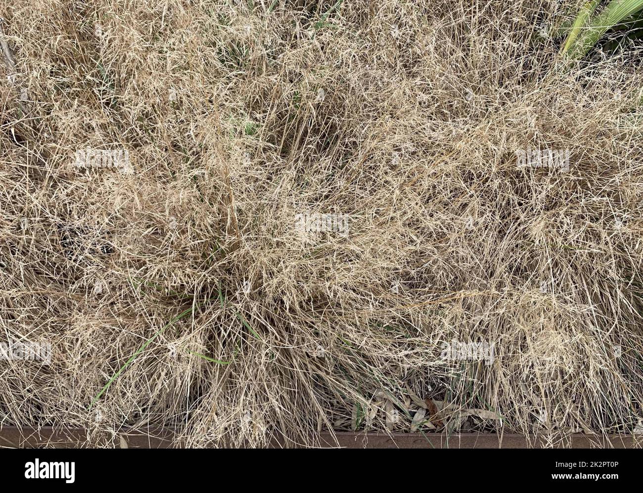 Close up of the soft golden yellow coloured evergreen ornamental tufted hair grass Deschampsia cespitosa Goldtau seen in the UK in late September Stock Photo
